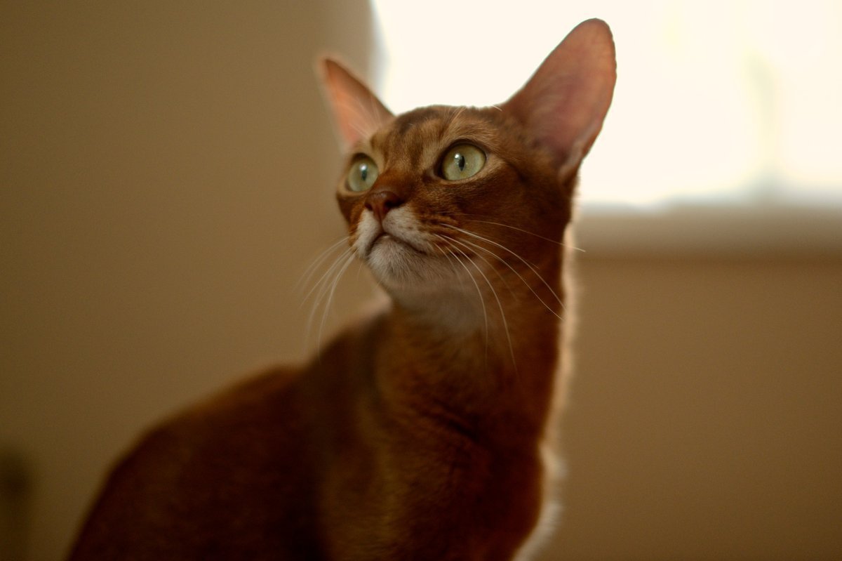 Abyssinian - breed photo