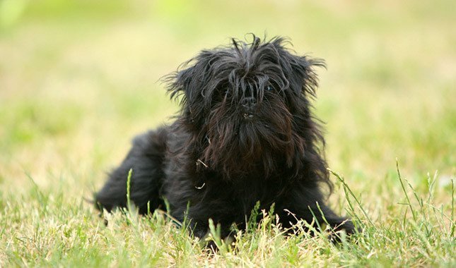 Affenpinscher