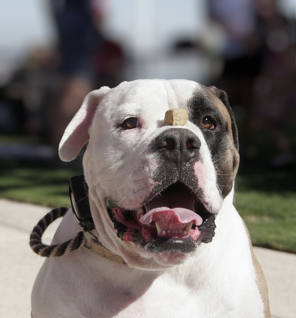 American Bulldog