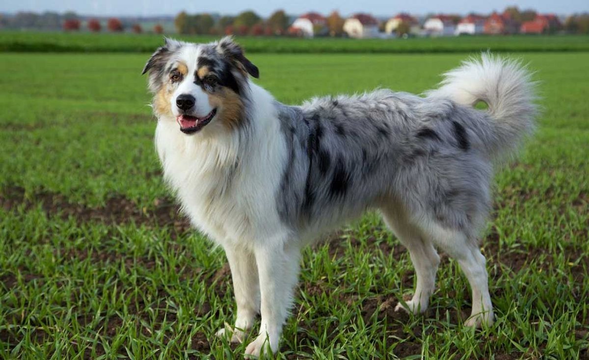 Australian Shepherd - breed photo