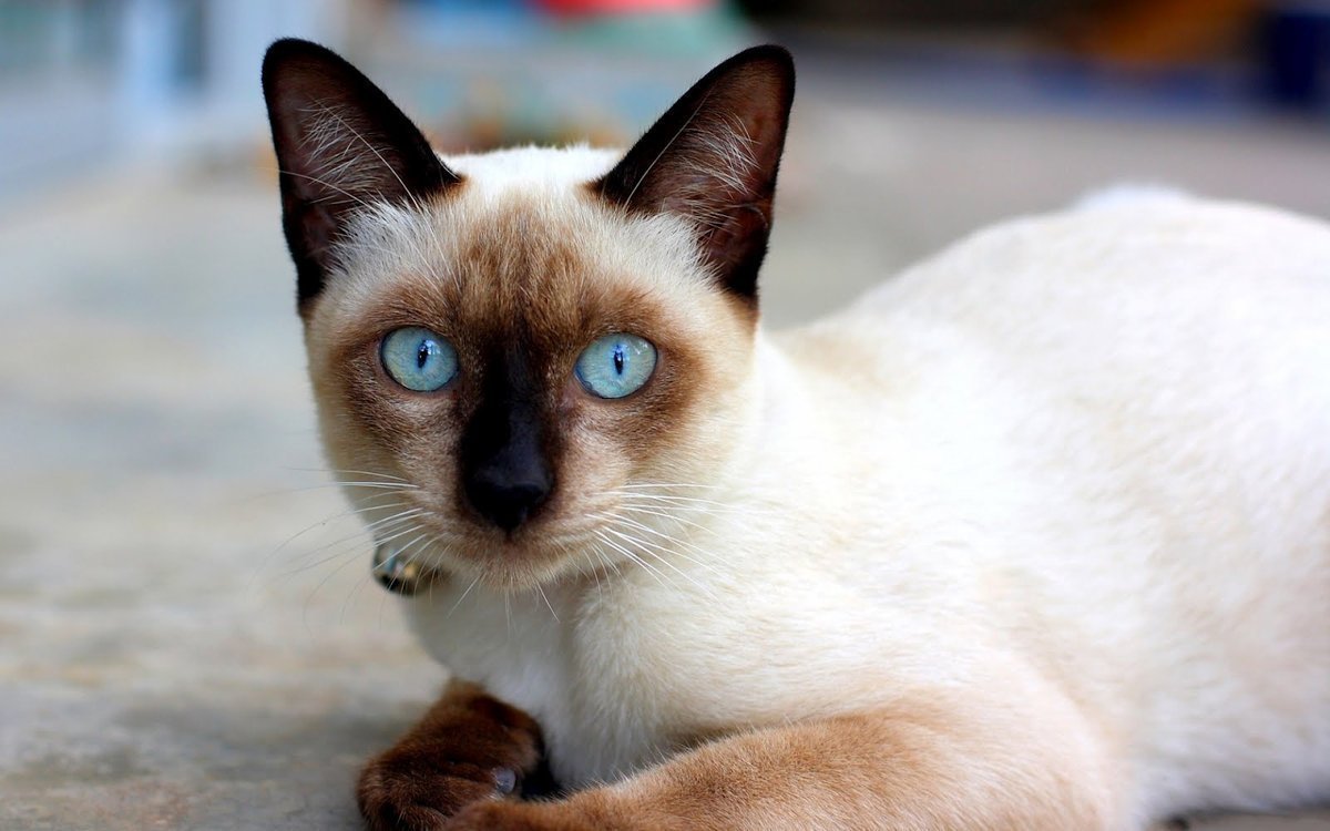 Balinese - breed photo
