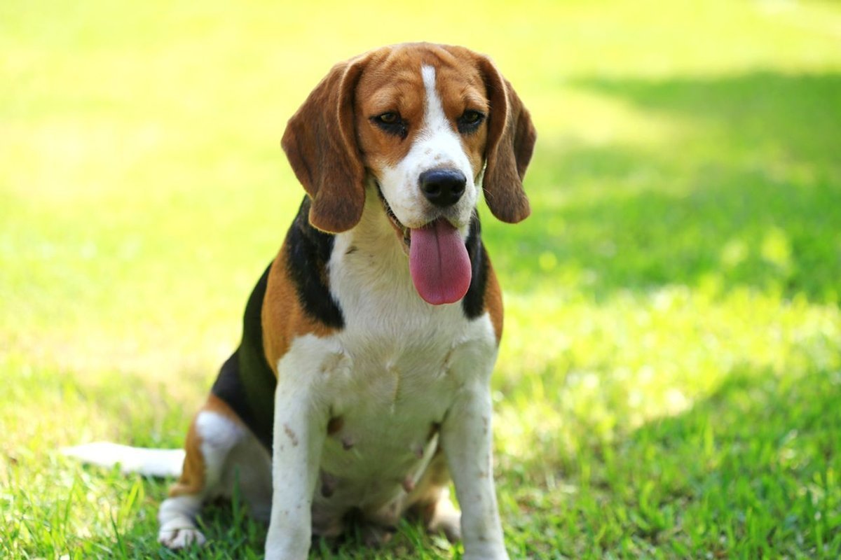Beagle - breed photo