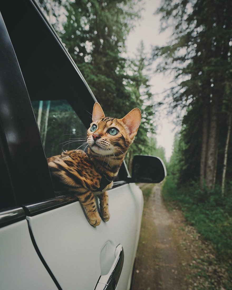Bengal - breed photo