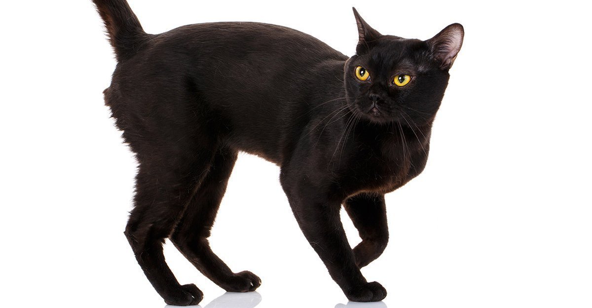 Bombay - breed photo
