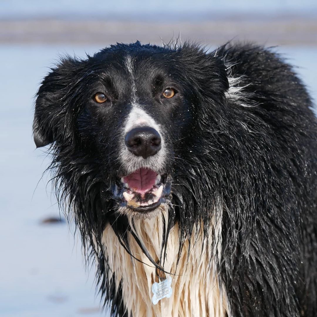 Border Collie - breed photo