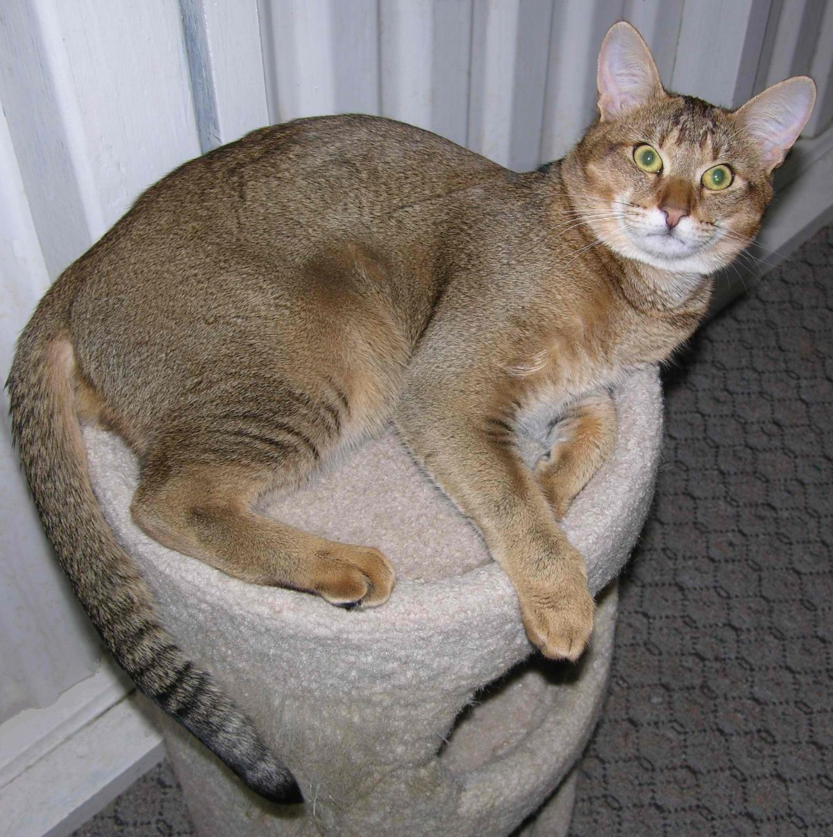 Chausie