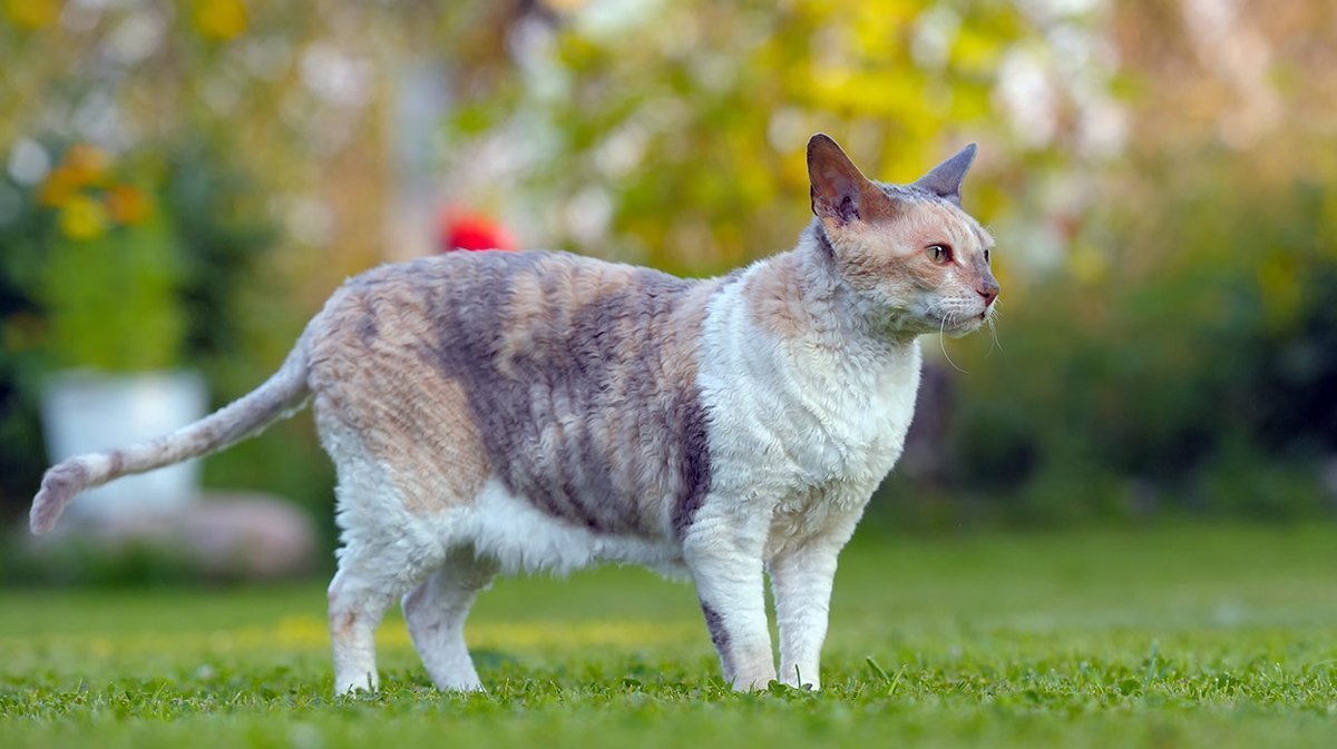 Cornish Rex