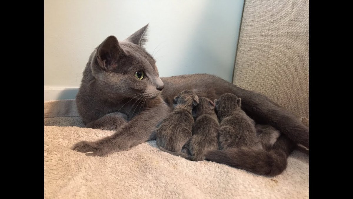 Nebelung