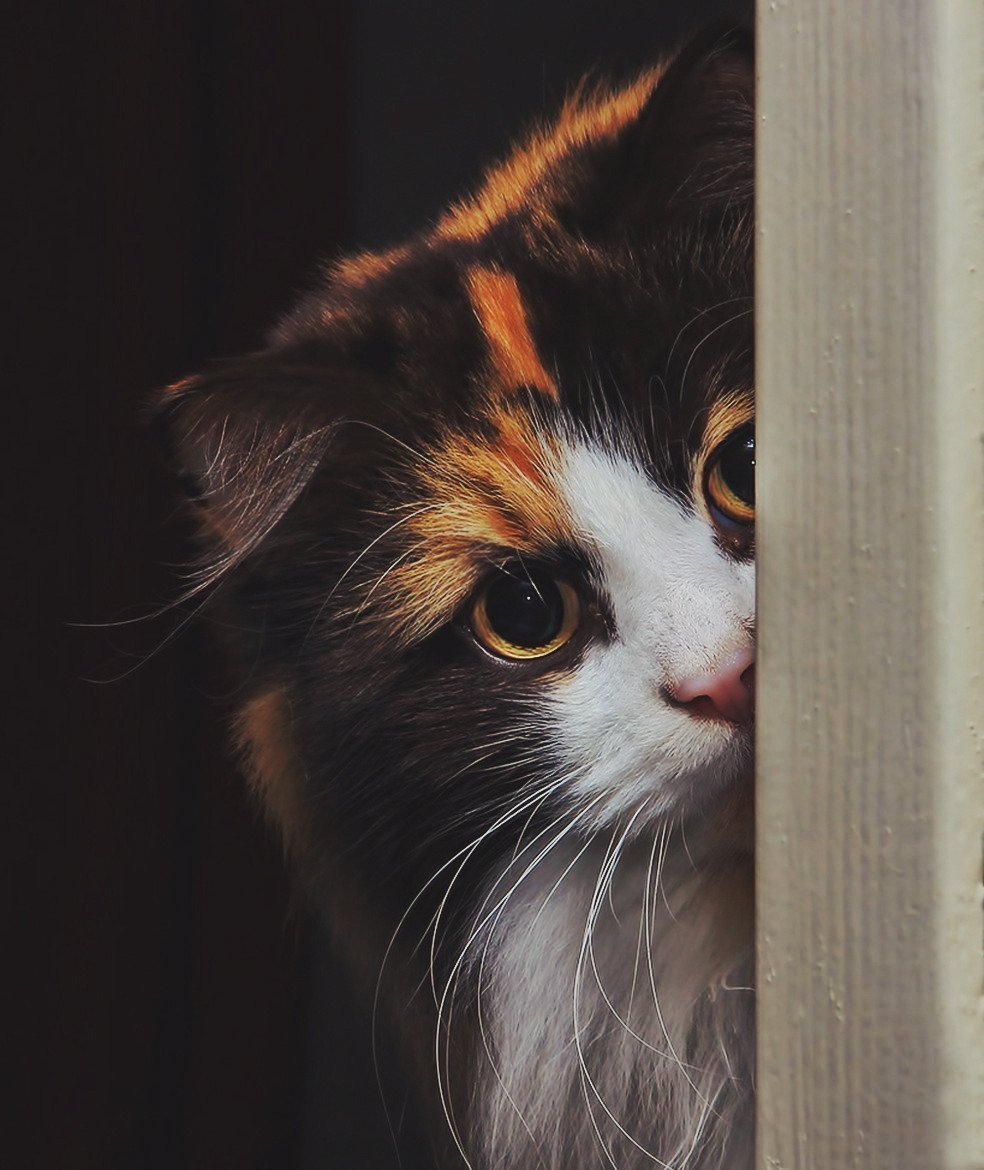 Norwegian Forest Cat