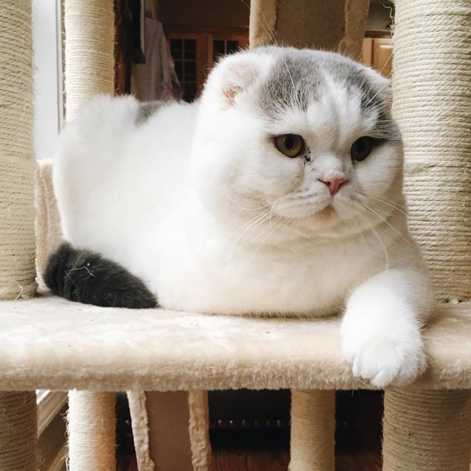 Scottish Fold