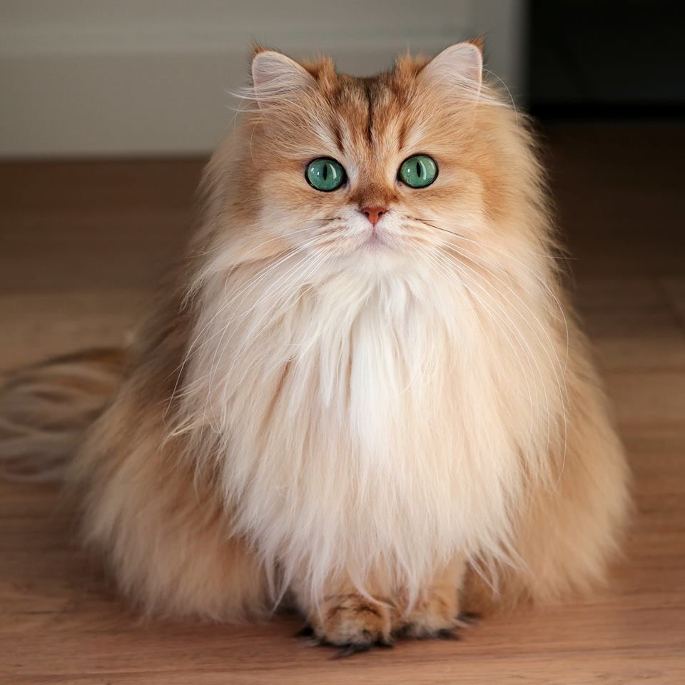 英国长毛猫 - 品种图片
