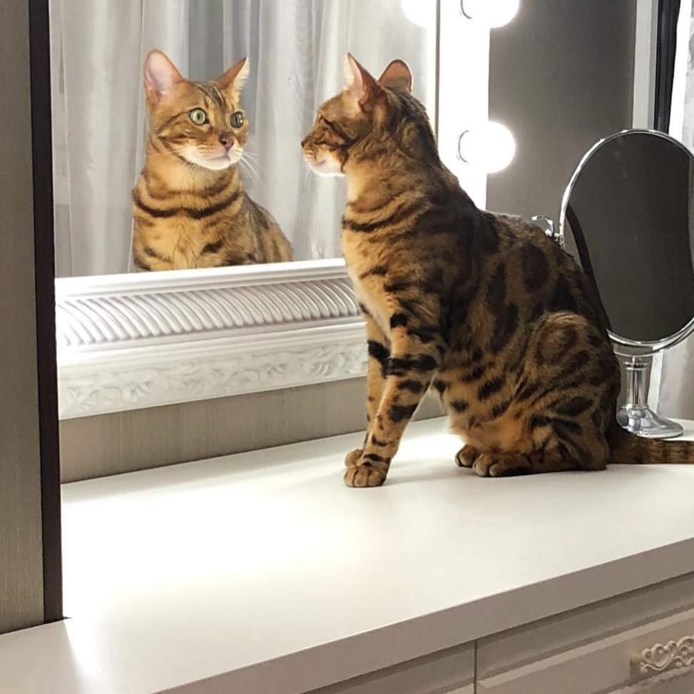 猎豹猫