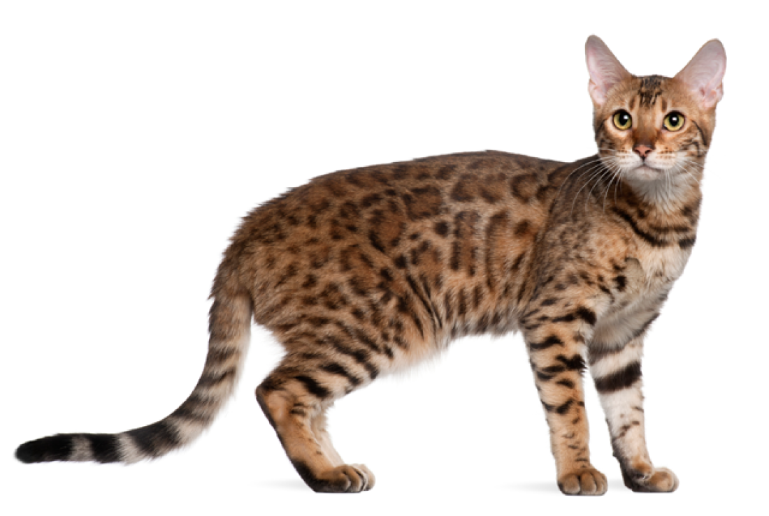 孟加拉豹猫 - 品种图片