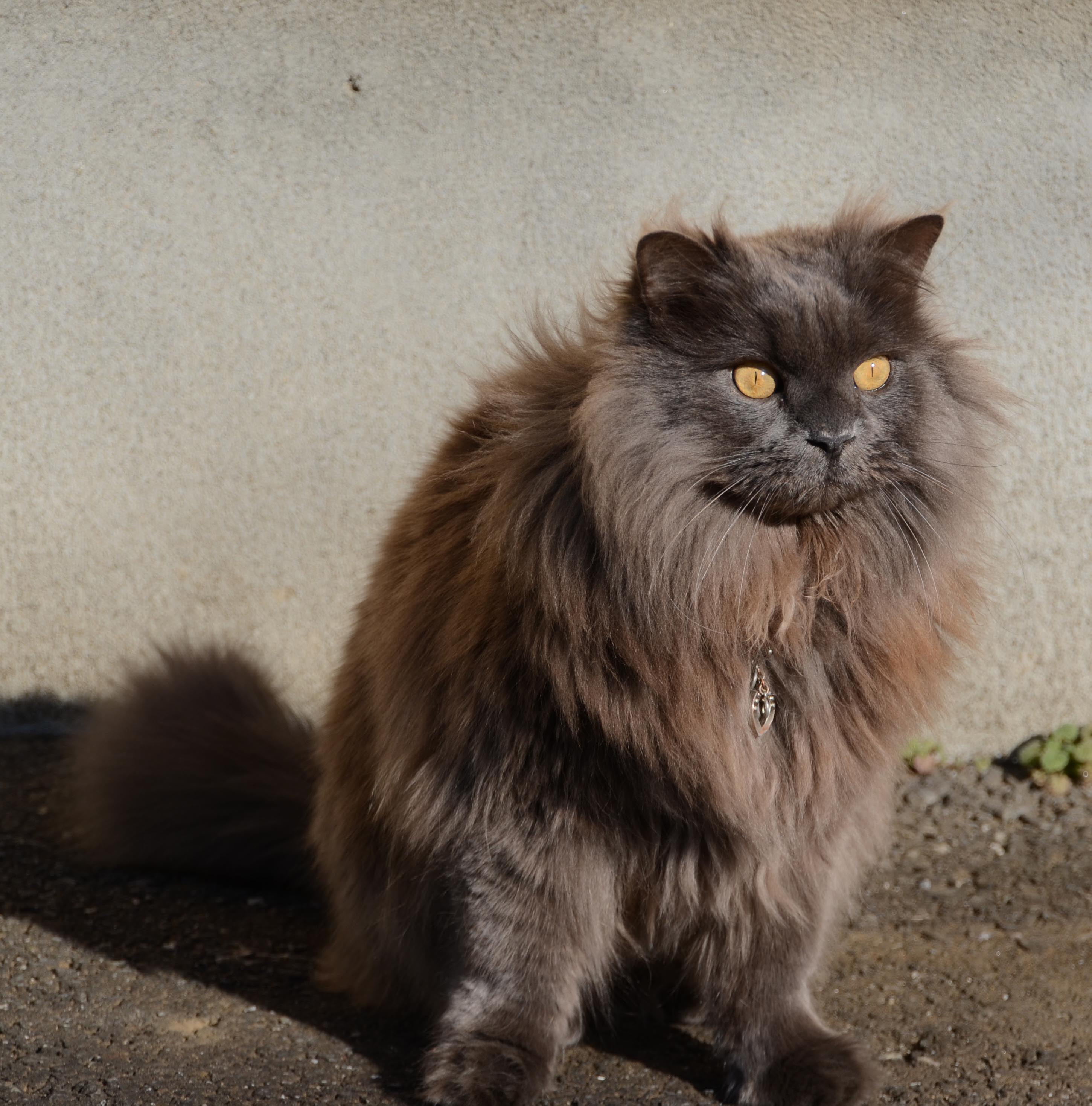 尚蒂利蒂芙尼猫 - 品种图片