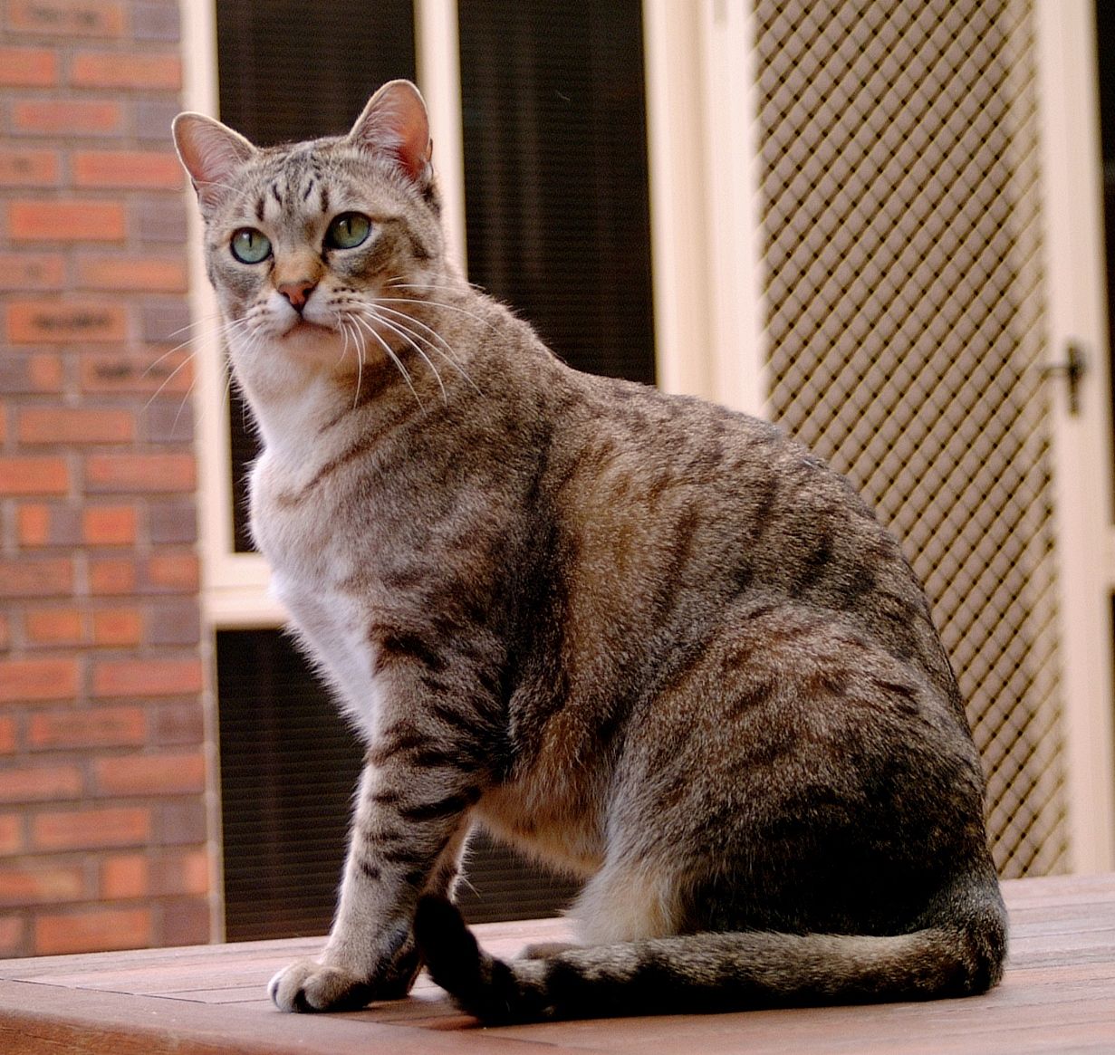 澳大利亚雾猫 - 品种图片