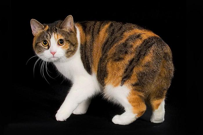 Manx