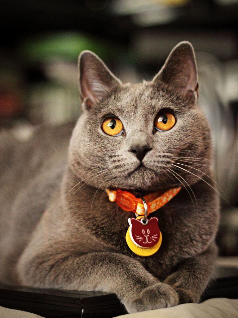 沙特尔猫 - 品种图片