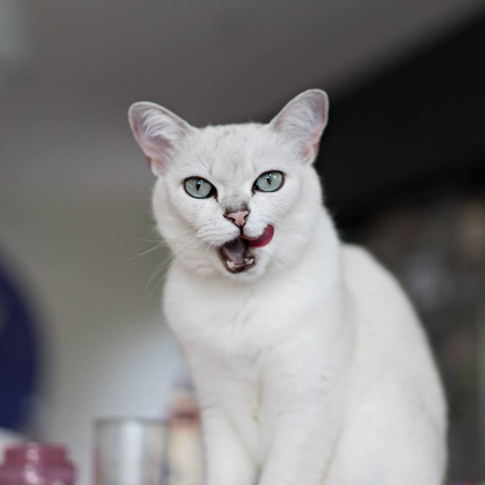 波米拉猫 - 品种图片