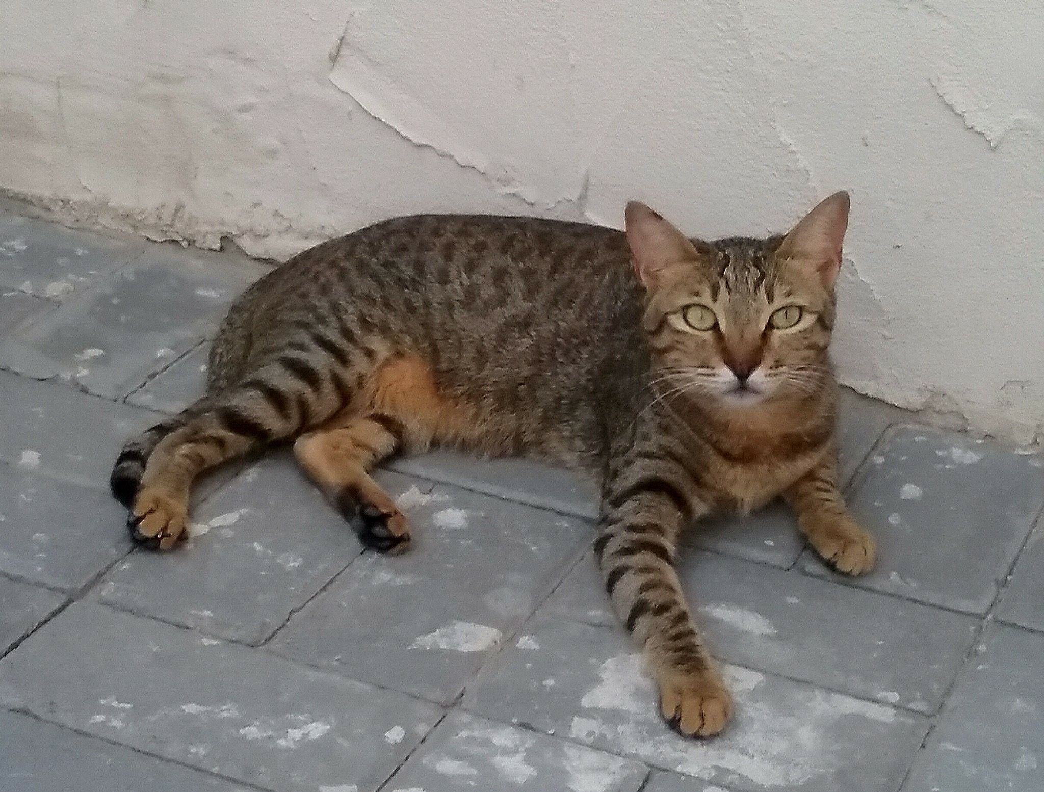 阿拉伯猫 - 品种图片