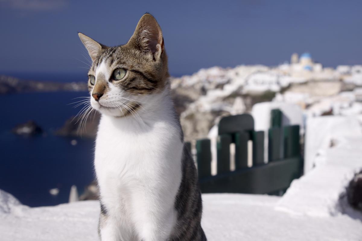 爱琴猫 - 品种图片