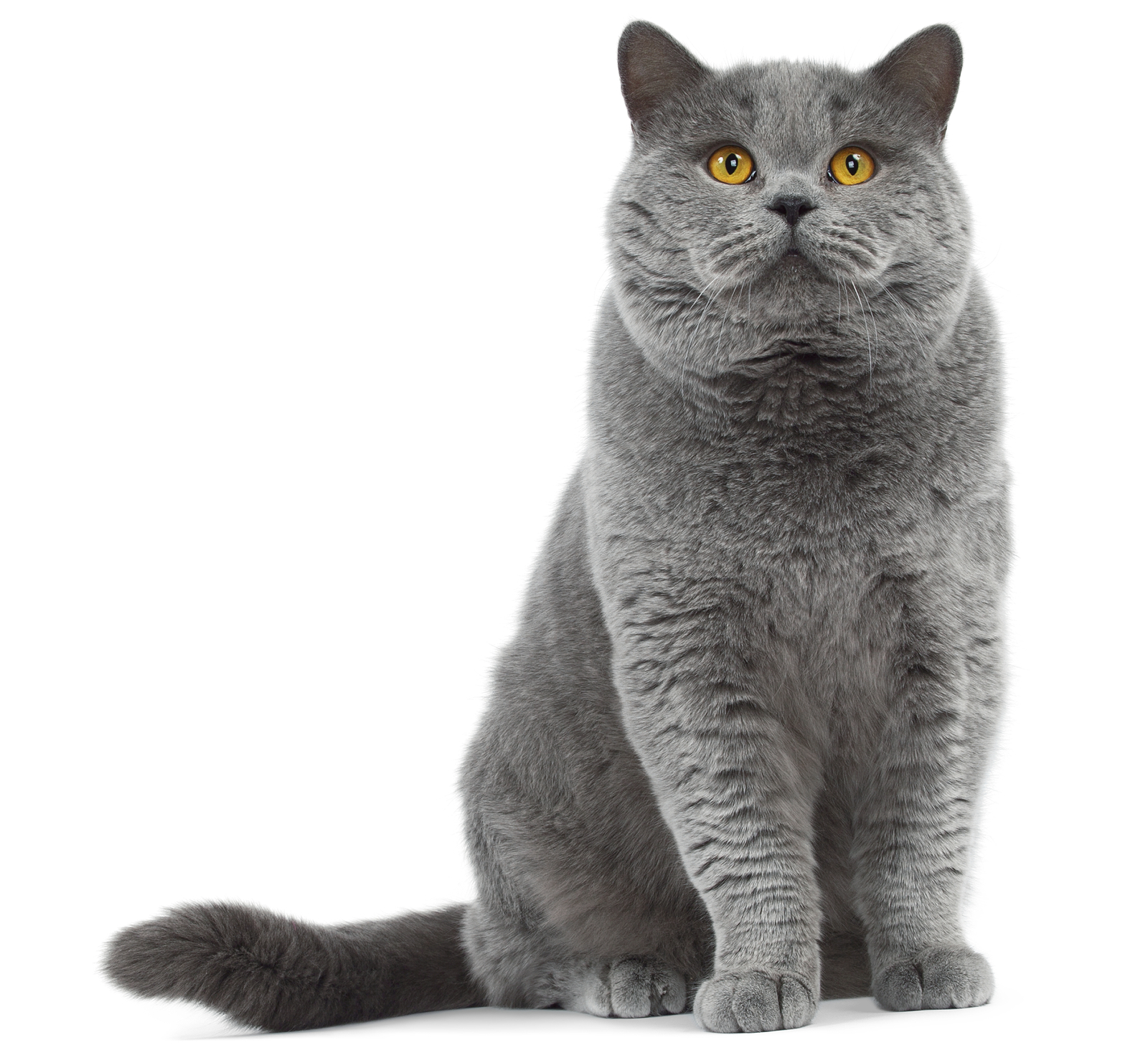 英国短毛猫 - 品种图片