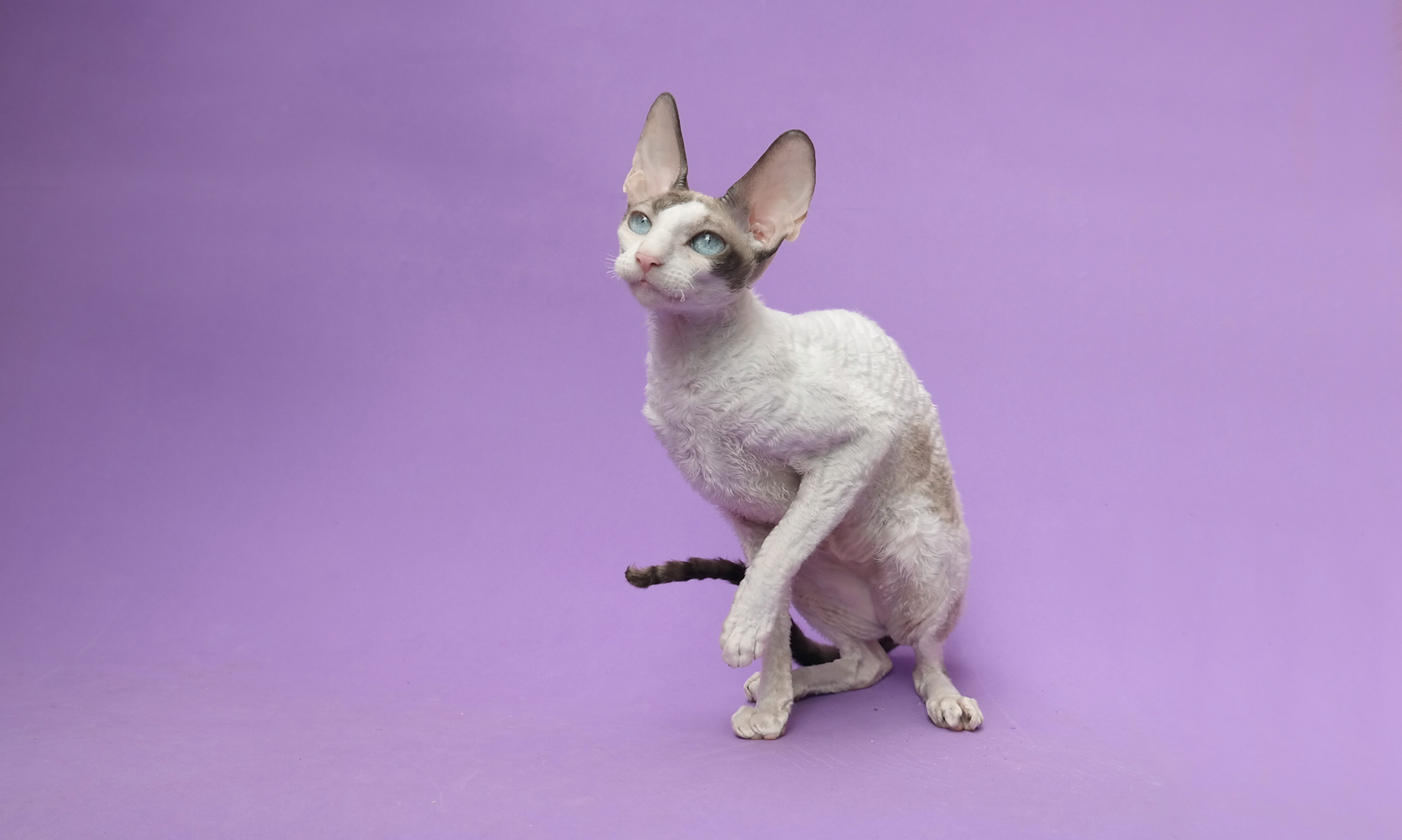 柯尼斯卷毛猫