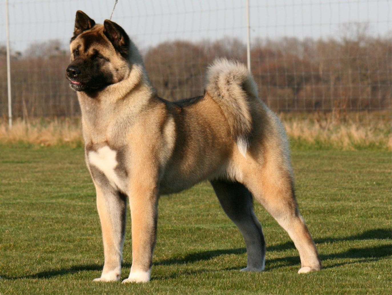 New Zealand Heading Dog - breed photo