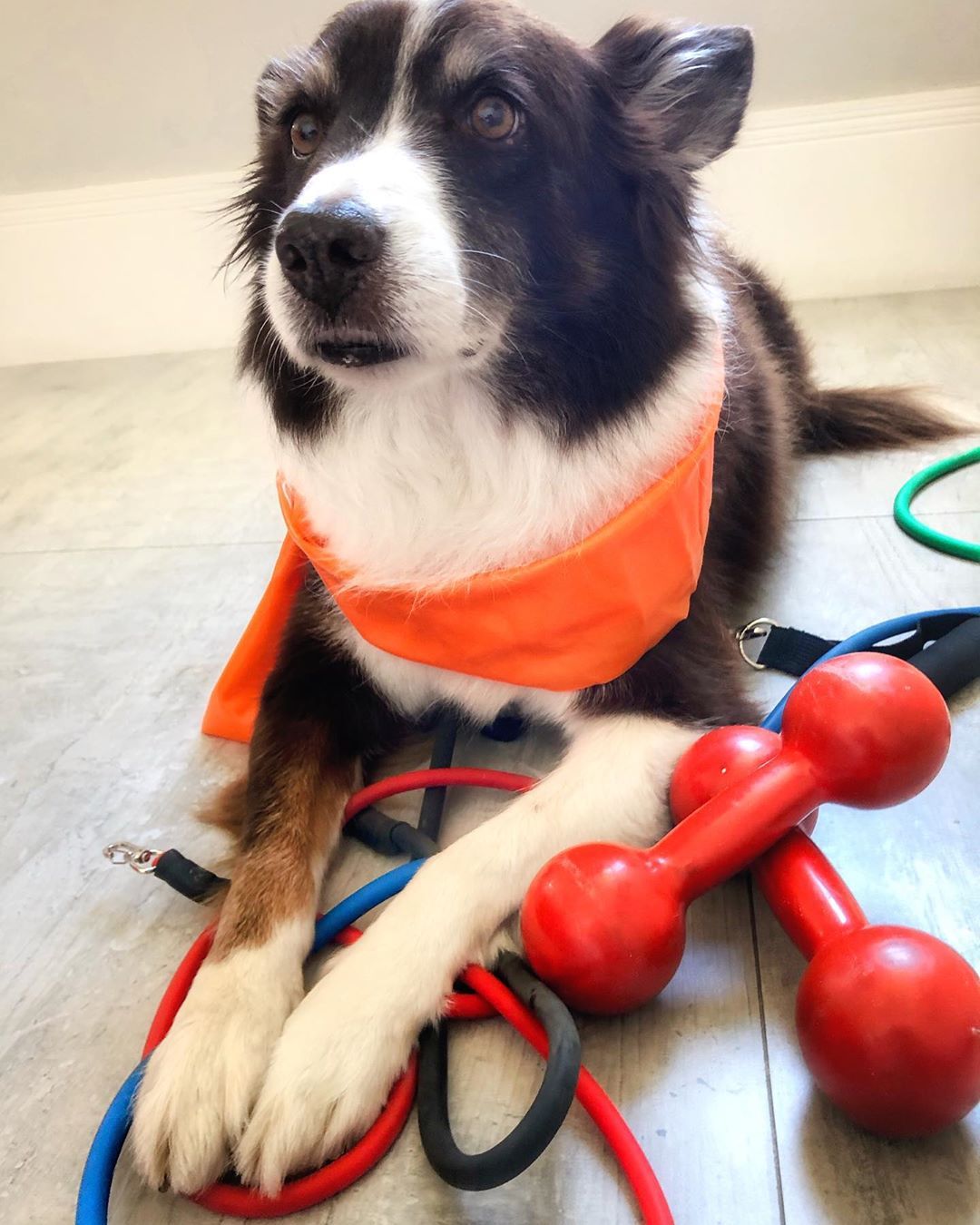萨路基犬
