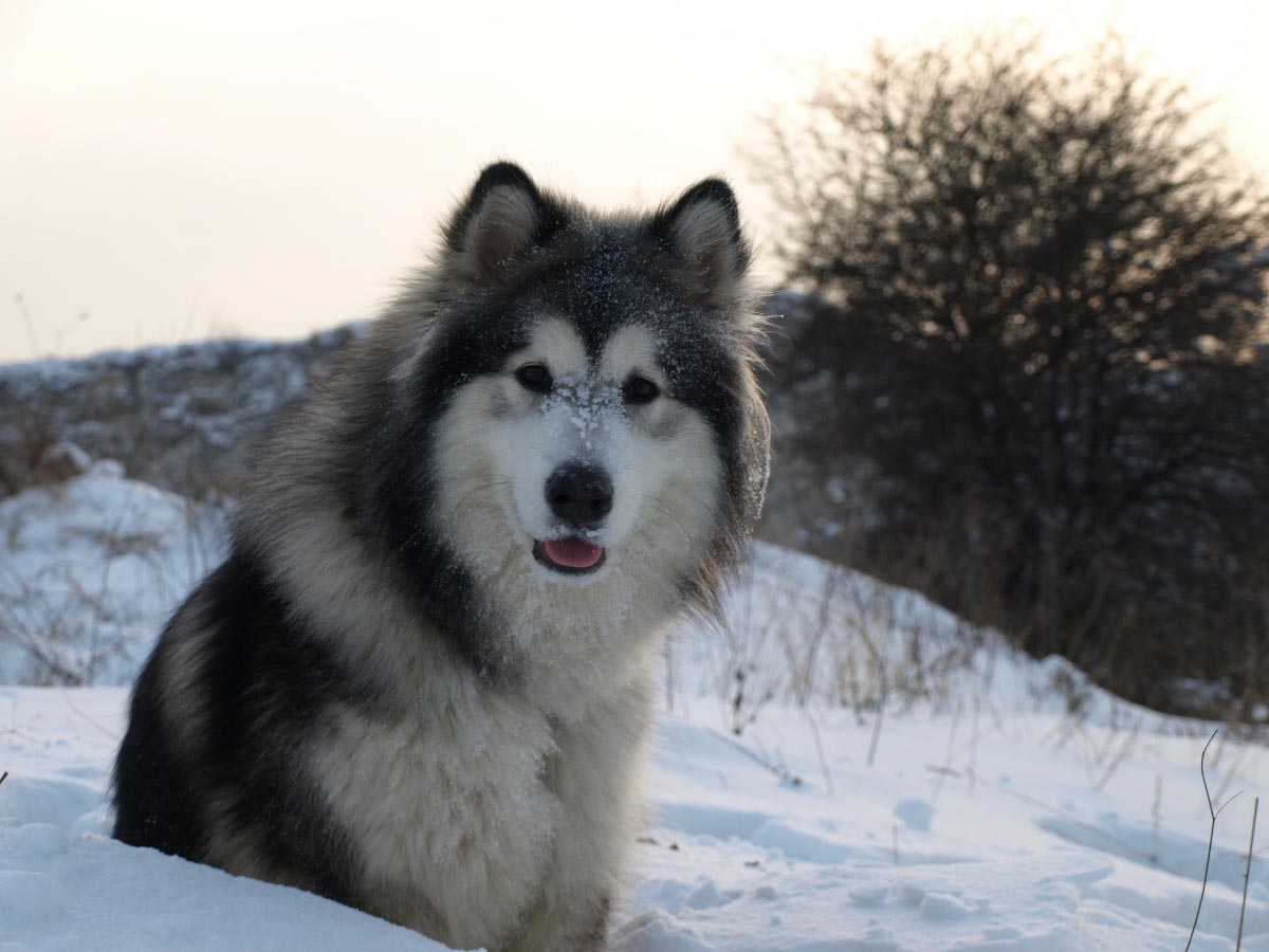 富国岛脊背犬
