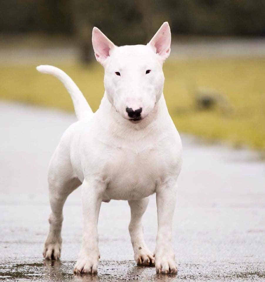 Sakhalin Husky