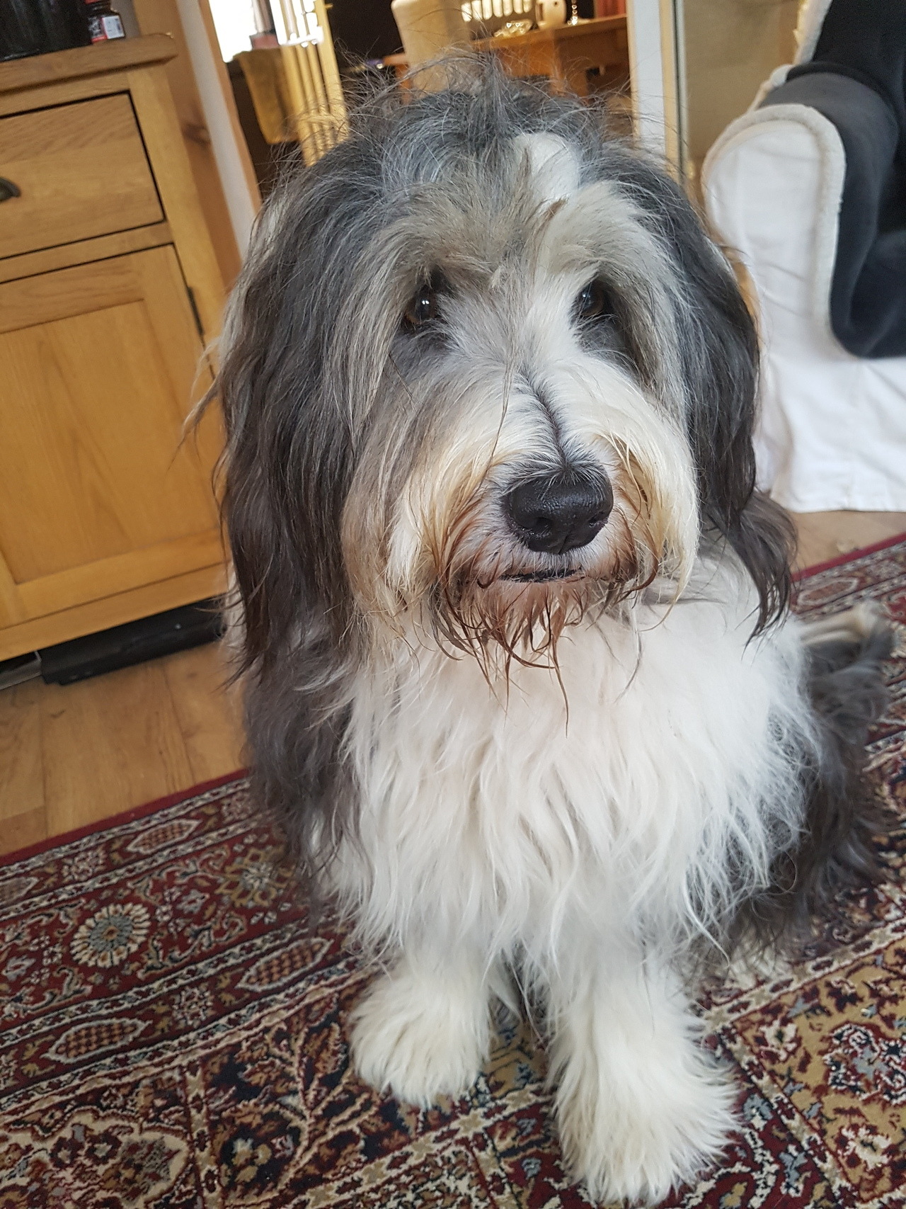 Bloodhound