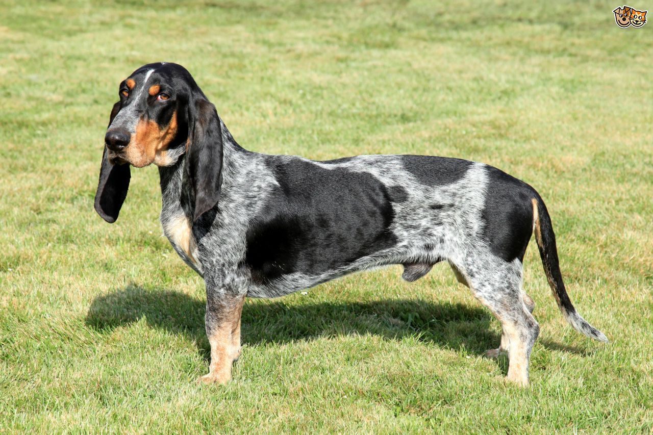 Estonian Hound