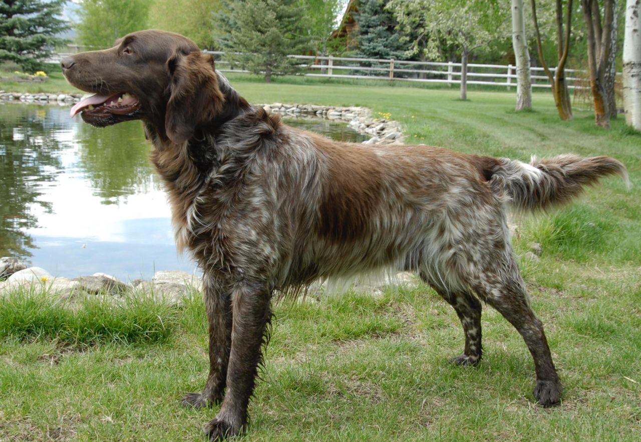 Africanis - breed photo