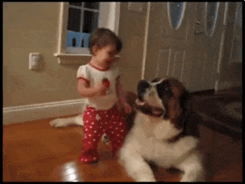 穆尔西亚猎鼠犬