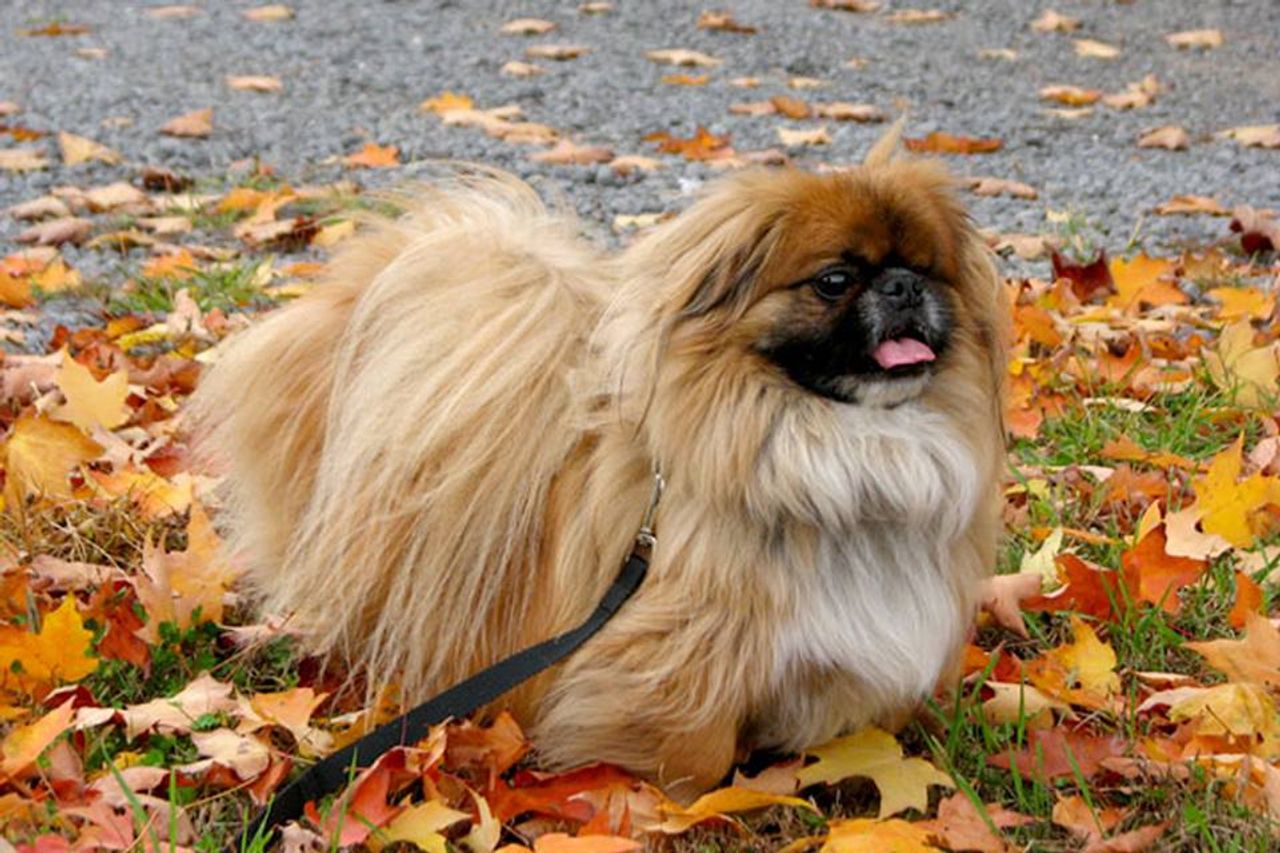 Small Münsterländer - breed photo