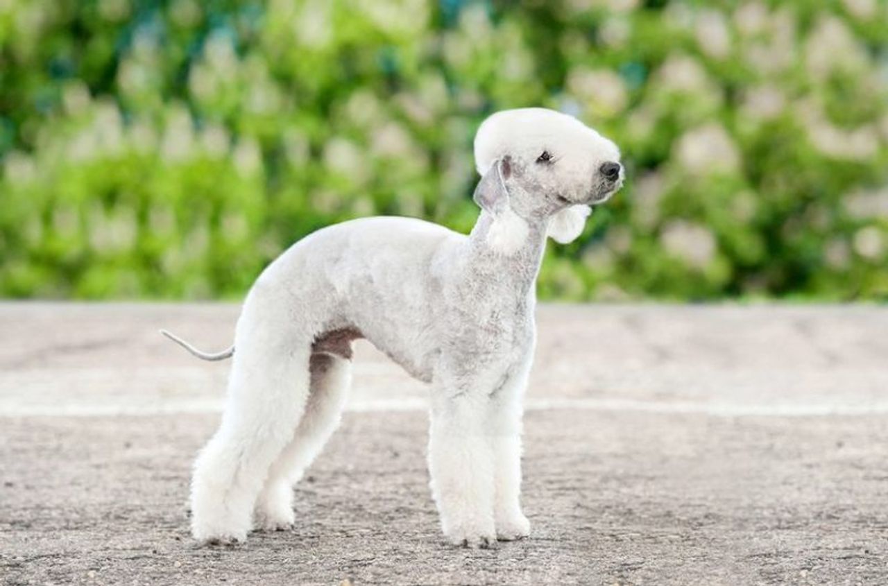 罗威纳贵宾犬