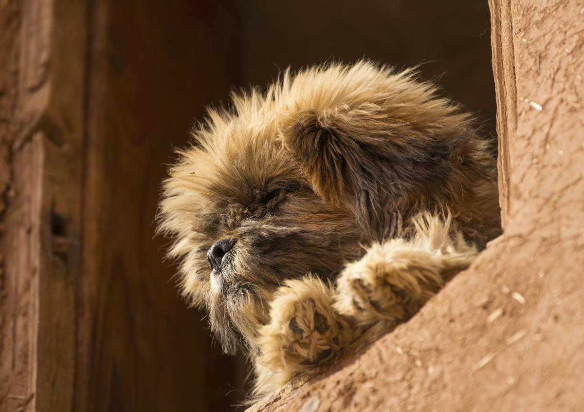 阿彭策尔山地犬