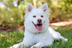 Bolognese - breed photo