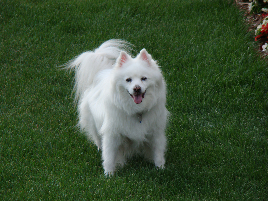 阿克巴什犬