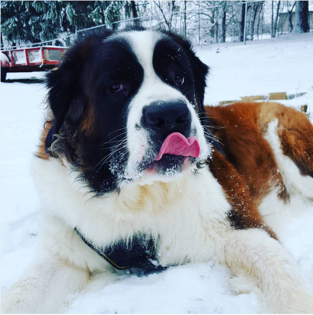German Longhaired Pointer