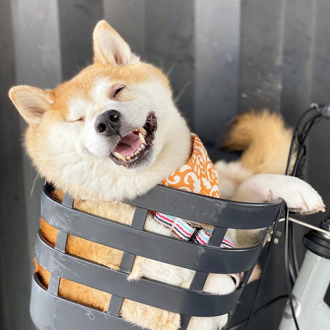 斯洛伐克库瓦克犬