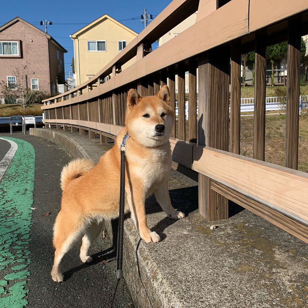 加利西亚猎犬