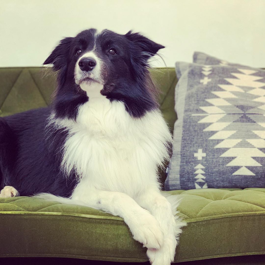 山地小猎犬