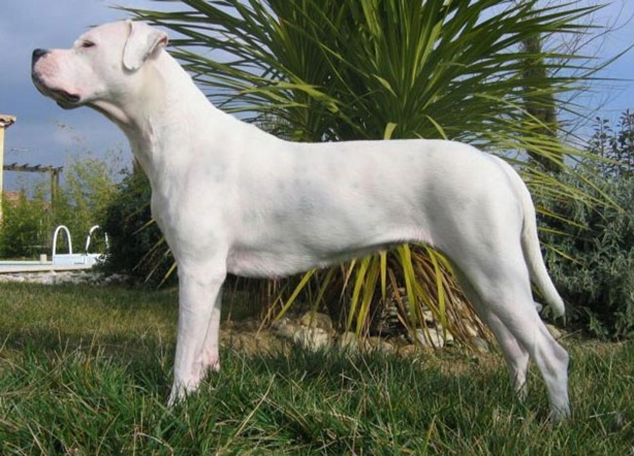 黑山猎犬