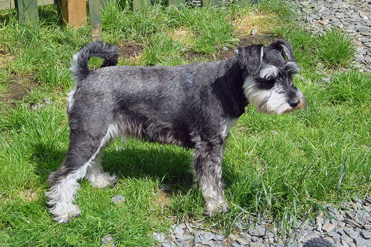 莫杰犬
