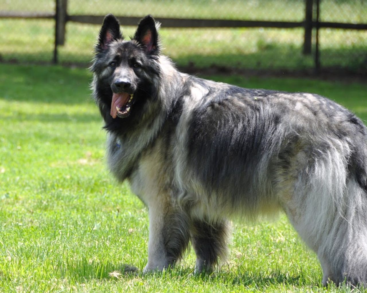 Caucasian Shepherd Dog - breed photo