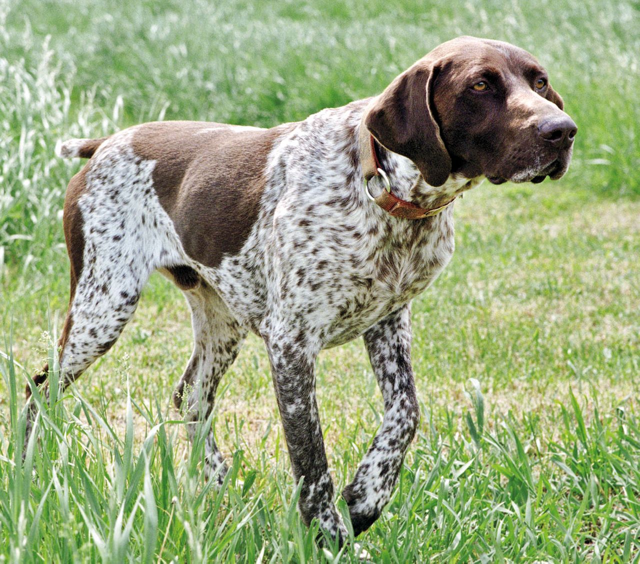 Český fousek - breed photo