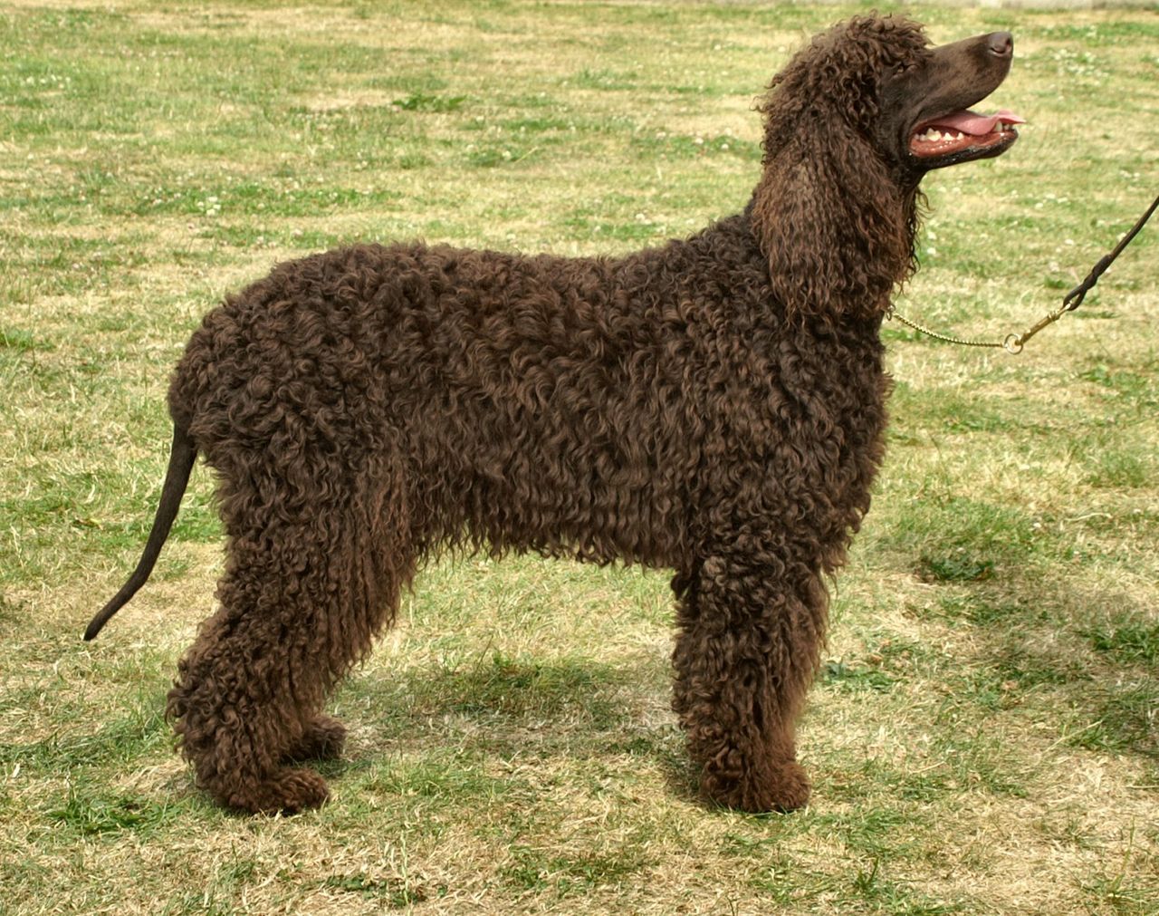 Aidi - breed photo