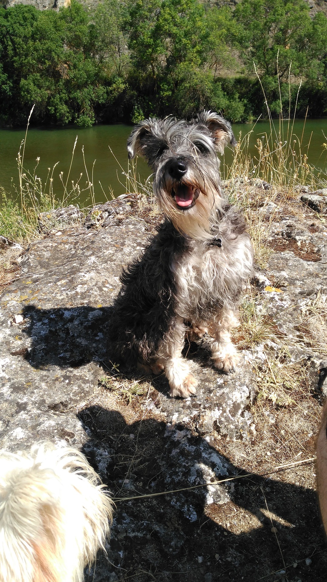 Tyrolean Hound