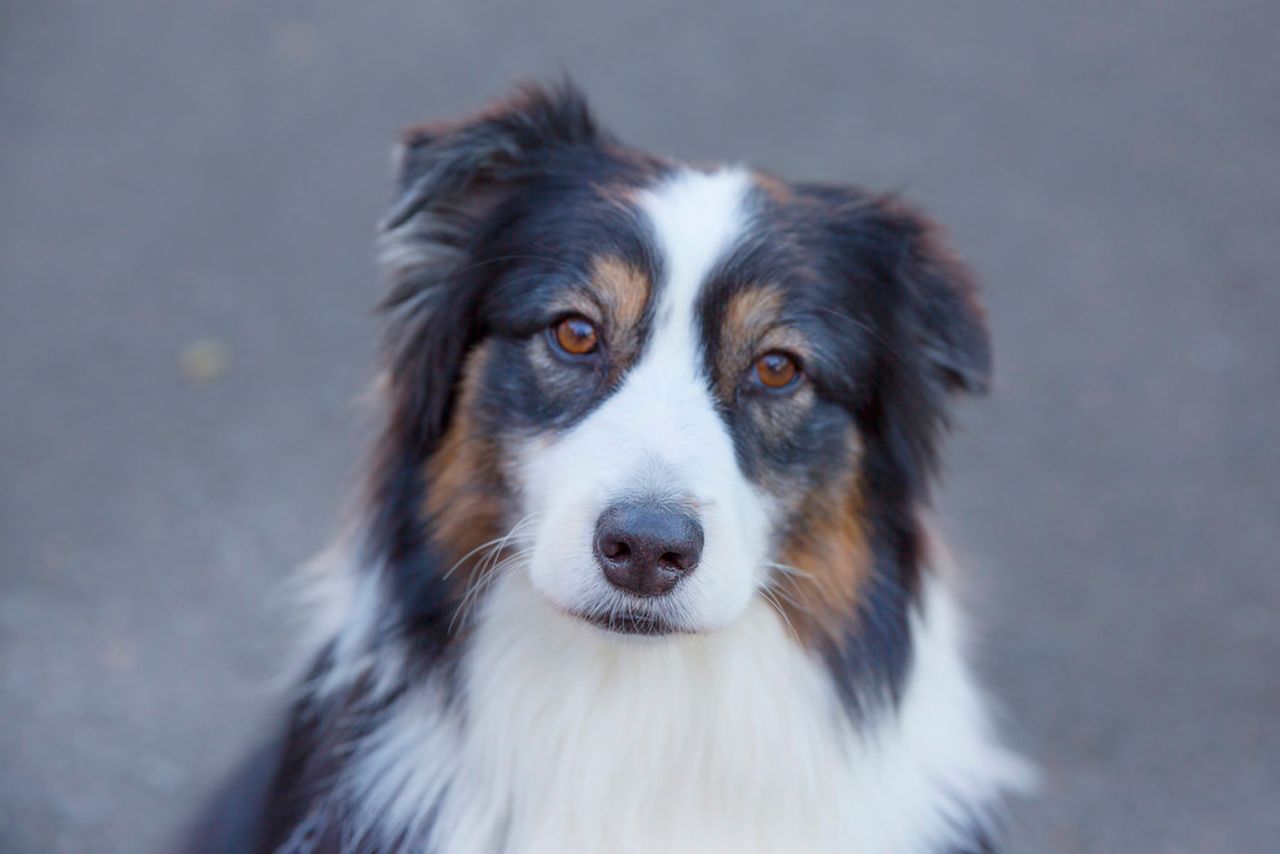 指示犬